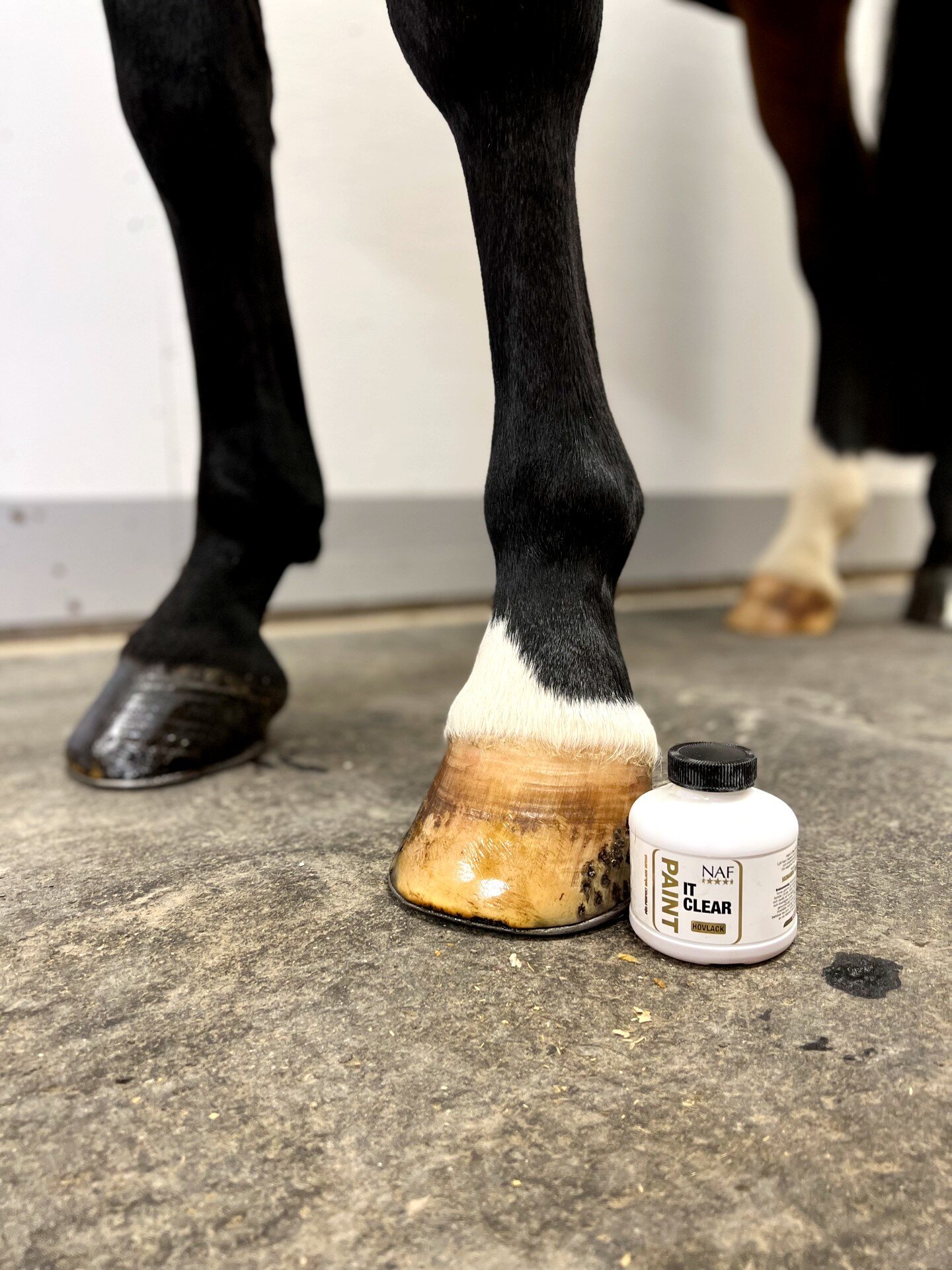 Horse clipper oil from Lister - Hogstaonline - Hogsta Ridsport